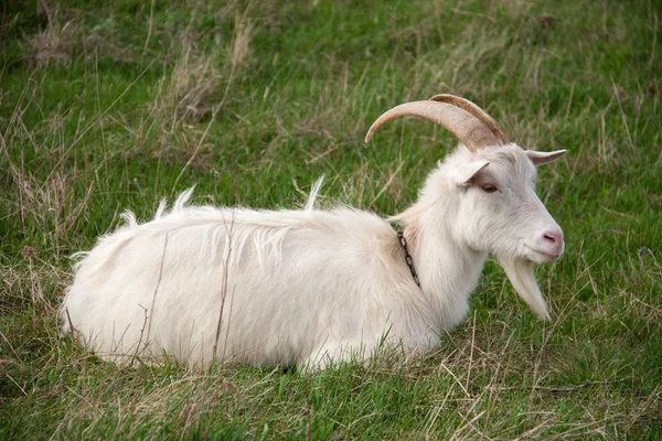 Eine weiße Ziege auf grünem Gras auf einem Feld — Stockfoto