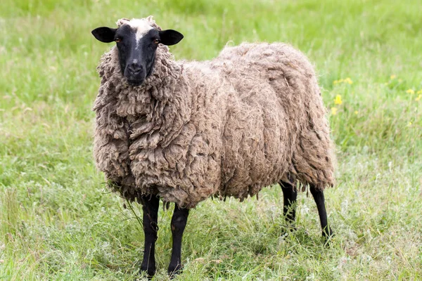 Piszkos gyapjú egy rét legelő juhok — Stock Fotó
