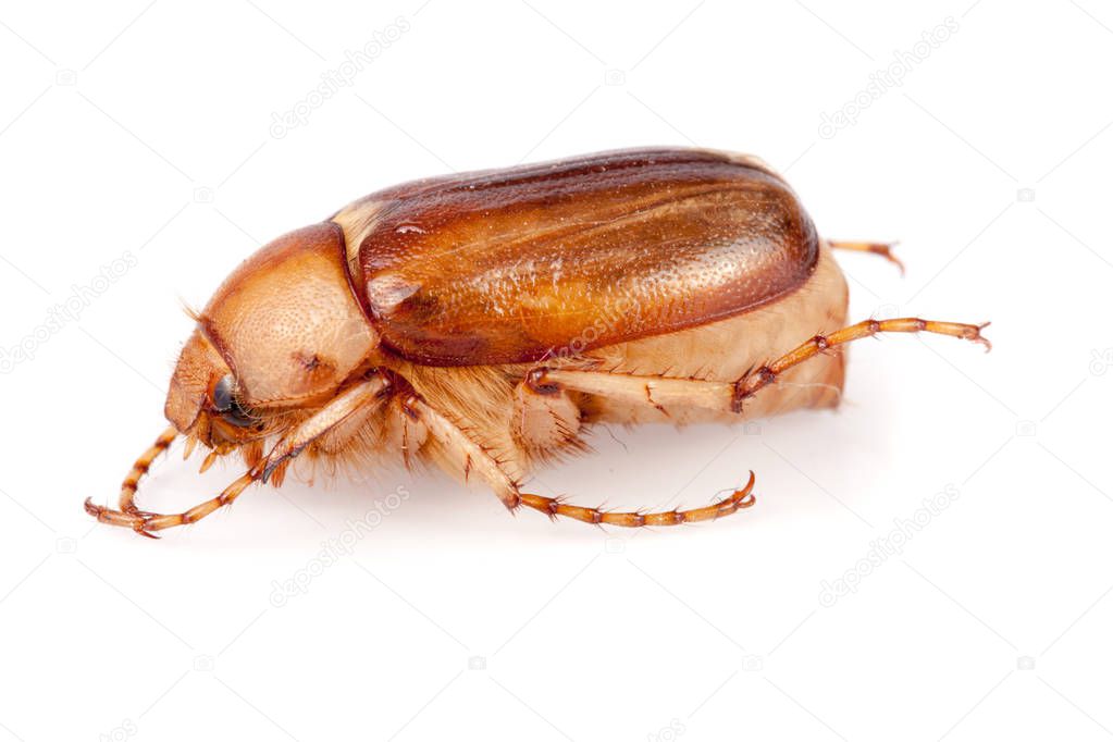 May beetle or Cockchafer or Melolontha isolated on white background