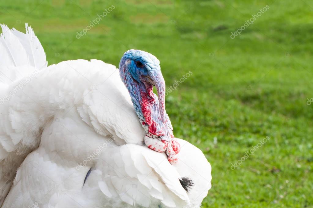 Portrait of a white turkey male or gobbler closeup on a green background