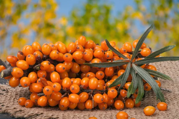 Sanddornzweig auf einem Holztisch mit verschwommenem Gartenhintergrund — Stockfoto