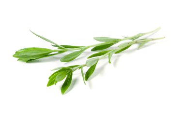 Beyaz bir arka plan üzerinde izole taze kekik fışkın