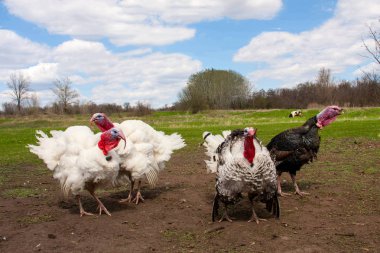 Türkiye erkek veya işkembe Köyü