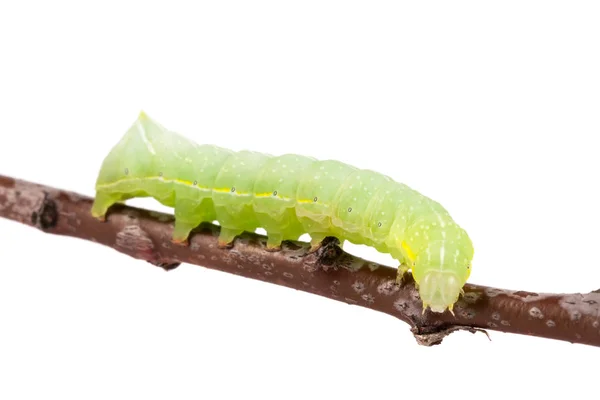 Groene rups op stick geïsoleerd op witte achtergrond — Stockfoto