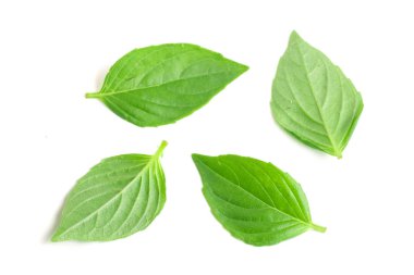 Beyaz arka plan closeup izole fesleğen bitki yaprakları