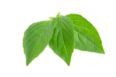 Beyaz arka plan closeup izole fesleğen bitki yaprakları