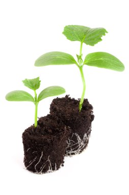 Beyaz arka plan üzerinde izole toprakta salatalık fide