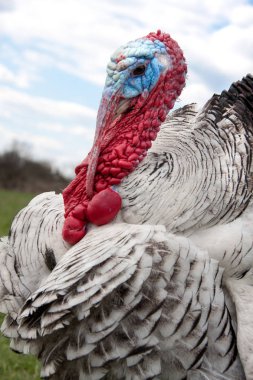 Türkiye erkek veya işkembe closeup bulutlu gökyüzü arka plan üzerinde