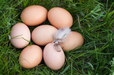 tavuk yumurtası yeşil çim bir yuvada yalan