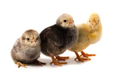 Beyaz arka plan üzerinde izole üç küçük tavuk