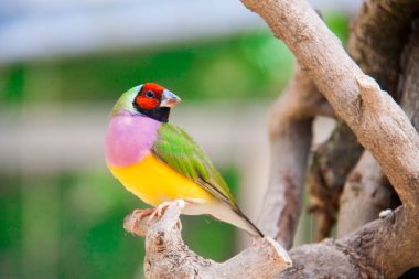 Gouldian finch veya Erythrura gouldiae, erkek, aka Bayan Gouldian finch, Goulds ispinozu veya gökkuşağı finch