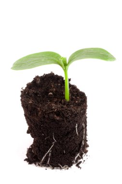 Beyaz arka plan üzerinde izole toprakta salatalık fide