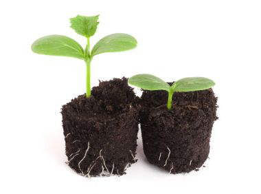 Beyaz arka plan üzerinde izole toprakta salatalık fide