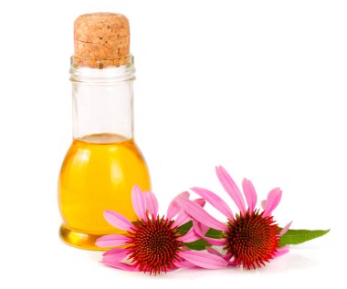 Beyaz arka plan üzerinde izole Echinacea purpurea esansiyel yağı