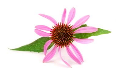 Coneflower veya Echinacea purpurea beyaz arka plan üzerinde izole yaprak ile