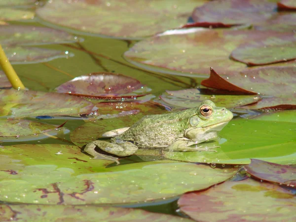 Bir nilüfer yaprağı üzerinde oturan kurbağa