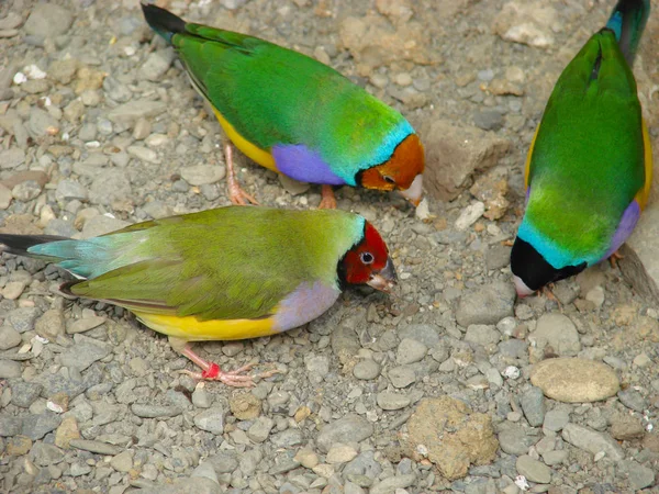 O tentilhão de Gouldian ou Erythrura gouldiae, macho, vulgo o tentilhão de Lady Gouldian, o tentilhão de Goulds ou o tentilhão do arco-íris — Fotografia de Stock