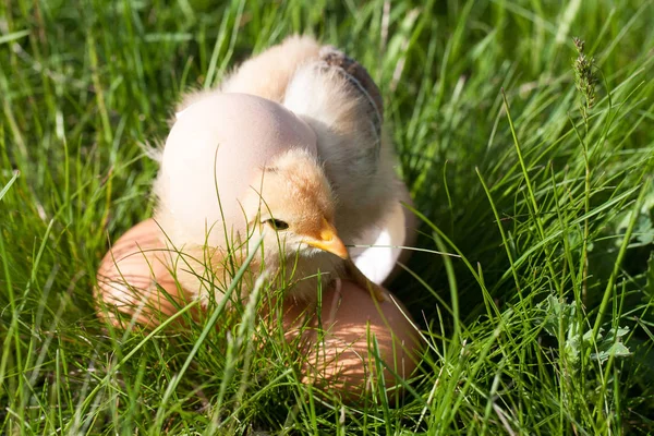 Baby kyckling med ägg i det gröna gräset — Stockfoto