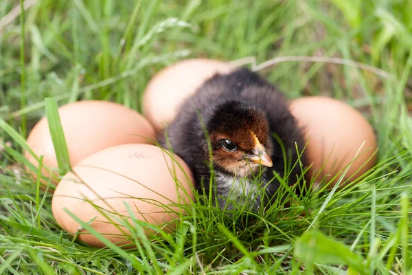 Galinha bebê com ovos na grama verde — Fotografia de Stock