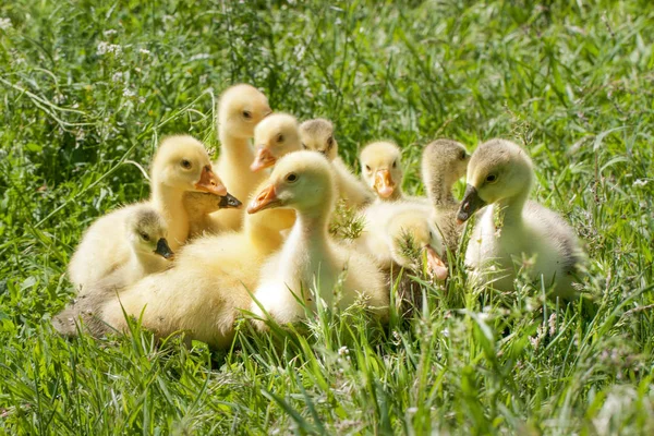 Стая маленьких гусей, пасущихся в зеленой траве — стоковое фото