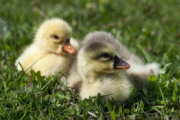 Dos pequeños gosling domésticos en hierba verde — Foto de Stock
