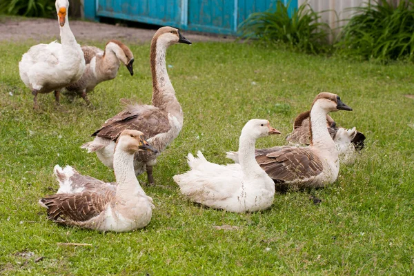 Flock of geese on the grass near the fence — Stock Photo, Image