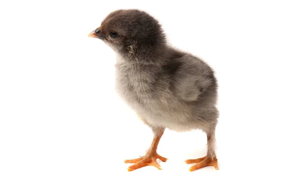 Mignon petit poulet isolé sur fond blanc — Photo