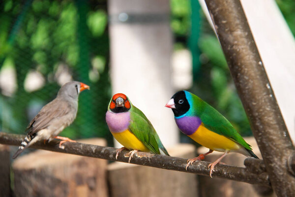 Гоулдский вьюрок или Эритрура Гоулдия, самец, он же Леди Гоулдский вьюрок, Гоулдский вьюрок или радужный вьюрок
