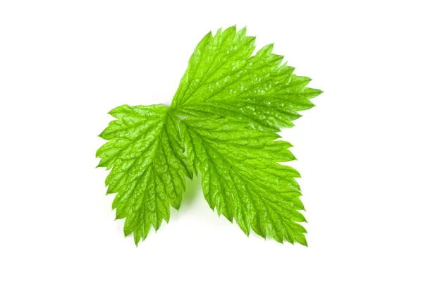 Fresh raspberry leaf isolated on white background — Stock Photo, Image