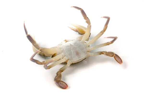 Lebende Krabbe liegt isoliert auf dem Rücken auf weißem Hintergrund — Stockfoto