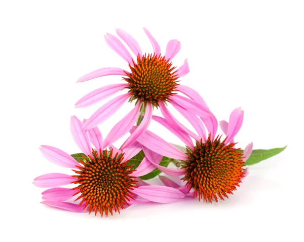 Coneflower ou Echinacea purpurea com folha isolada sobre fundo branco — Fotografia de Stock