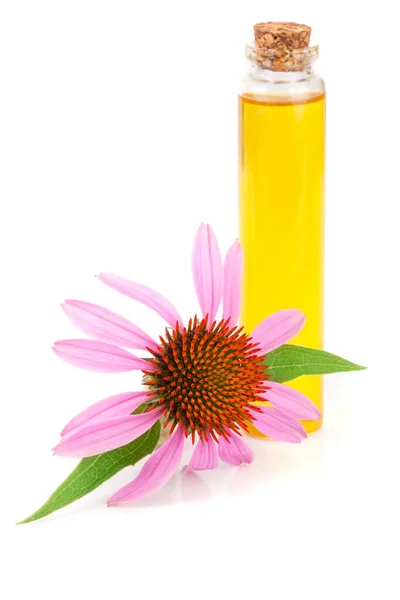 Echinacea purpurea 흰색 배경에 고립의 에센셜 오일 — 스톡 사진