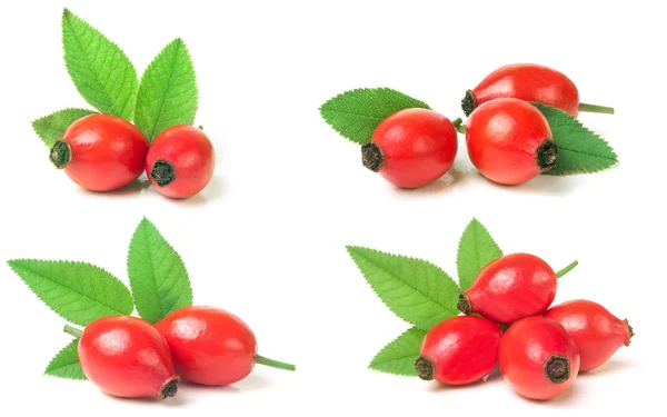 kuşburnu meyve yaprak beyaz arka plan üzerinde izole. Küme veya co