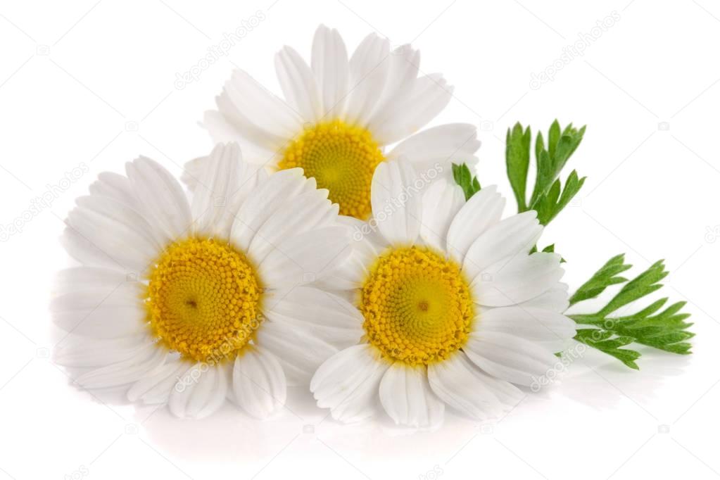 Three chamomile or daisies with leaves isolated on white background