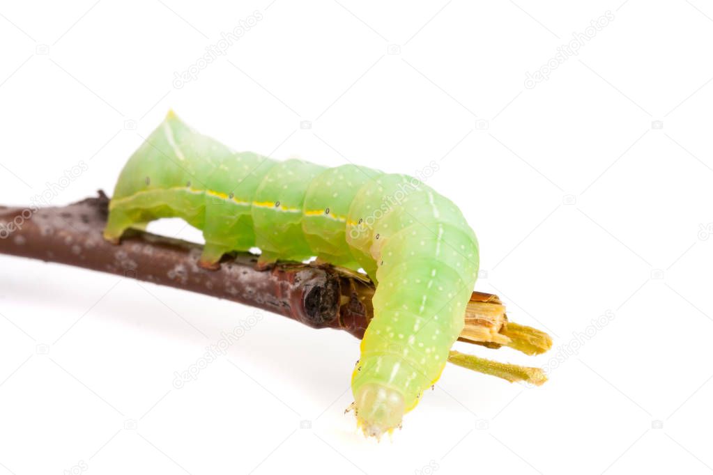 Green caterpillar on stick isolated on white background