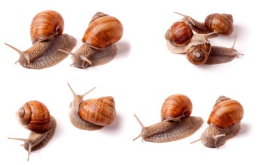 Beyaz arka plan yakın çekim makro üzerinde sürünerek salyangoz canlı. Küme veya koleksiyonu