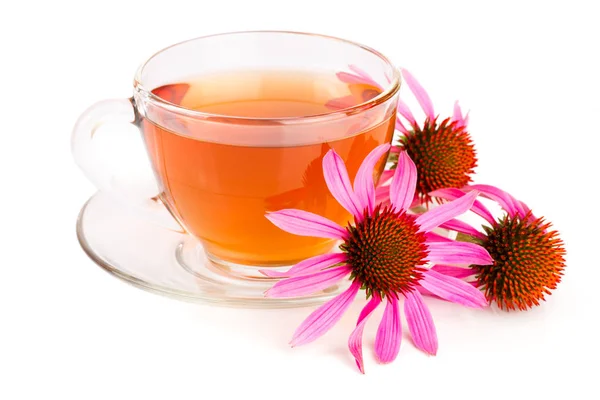 Echinacea tea elszigetelt fehér background. Gyógyító tea — Stock Fotó