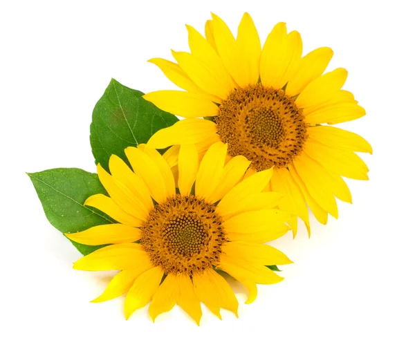 Twee zonnebloemen met bladeren geïsoleerd op witte achtergrond — Stockfoto