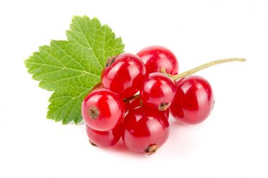 Beyaz arka planda yapraklı kırmızı frenk üzümü.