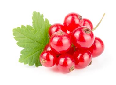 Beyaz arka planda yapraklı kırmızı frenk üzümü.