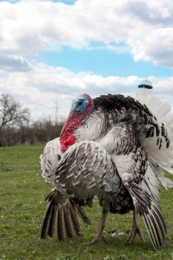 Türkiye erkek veya işkembe closeup mavi gökyüzü ile yeşil çimenlerin üzerinde