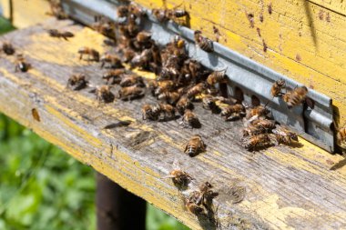 Arılar ön giriş yakın çekim yığını. Seçici odak
