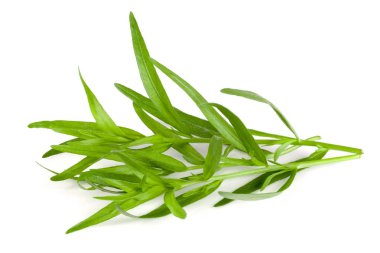 Beyaz bir arka plan üzerinde izole tarhun. Artemisia dracunculus