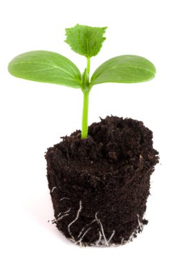 Beyaz arka plan üzerinde izole toprakta salatalık fide