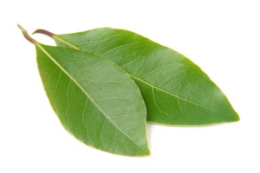 Beyaz arka plan üzerinde izole taze defne yaprağı