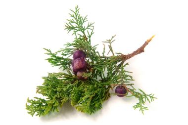 Beyaz arka plan üzerinde izole çilek ile yeşil ardıç şube