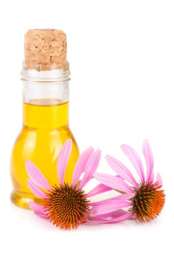 Beyaz arka plan üzerinde izole Echinacea purpurea esansiyel yağı