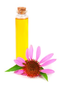 Beyaz arka plan üzerinde izole Echinacea purpurea esansiyel yağı