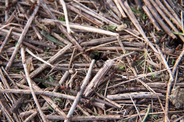 Ant hill as a background close-up macro in field — Stock Photo, Image