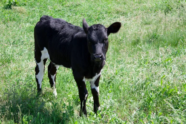 若い黒牛村の芝生の上で放牧 — ストック写真